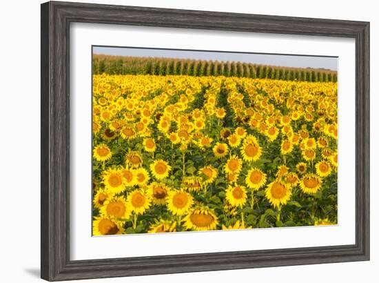 Sunflower and Corn Field in Morning Light in Michigan, North Dakota, USA-Chuck Haney-Framed Photographic Print