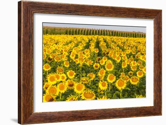 Sunflower and Corn Field in Morning Light in Michigan, North Dakota, USA-Chuck Haney-Framed Photographic Print