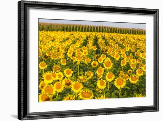 Sunflower and Corn Field in Morning Light in Michigan, North Dakota, USA-Chuck Haney-Framed Photographic Print