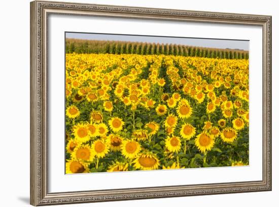 Sunflower and Corn Field in Morning Light in Michigan, North Dakota, USA-Chuck Haney-Framed Photographic Print