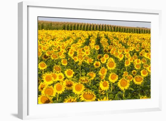 Sunflower and Corn Field in Morning Light in Michigan, North Dakota, USA-Chuck Haney-Framed Photographic Print