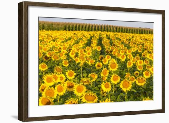 Sunflower and Corn Field in Morning Light in Michigan, North Dakota, USA-Chuck Haney-Framed Photographic Print