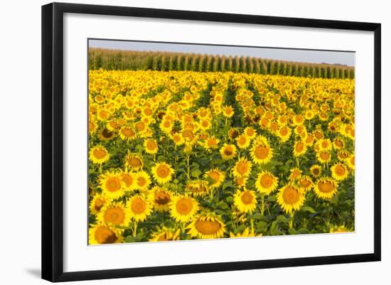 Sunflower and Corn Field in Morning Light in Michigan, North Dakota, USA-Chuck Haney-Framed Photographic Print