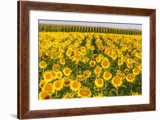 Sunflower and Corn Field in Morning Light in Michigan, North Dakota, USA-Chuck Haney-Framed Photographic Print