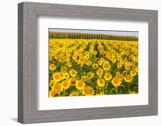 Sunflower and Corn Field in Morning Light in Michigan, North Dakota, USA-Chuck Haney-Framed Photographic Print