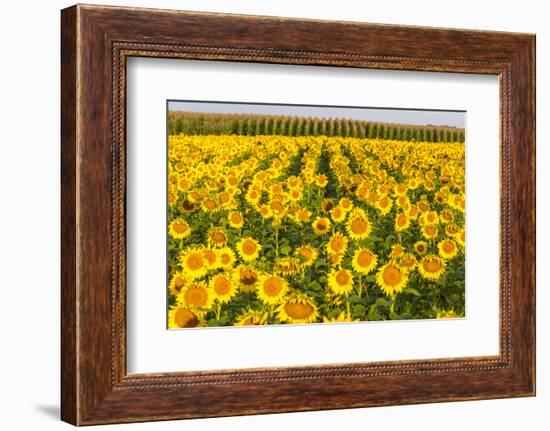 Sunflower and Corn Field in Morning Light in Michigan, North Dakota, USA-Chuck Haney-Framed Photographic Print