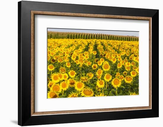 Sunflower and Corn Field in Morning Light in Michigan, North Dakota, USA-Chuck Haney-Framed Photographic Print