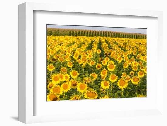 Sunflower and Corn Field in Morning Light in Michigan, North Dakota, USA-Chuck Haney-Framed Photographic Print