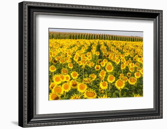 Sunflower and Corn Field in Morning Light in Michigan, North Dakota, USA-Chuck Haney-Framed Photographic Print