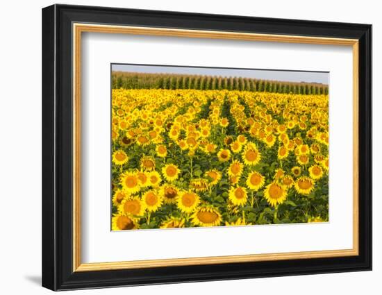 Sunflower and Corn Field in Morning Light in Michigan, North Dakota, USA-Chuck Haney-Framed Photographic Print