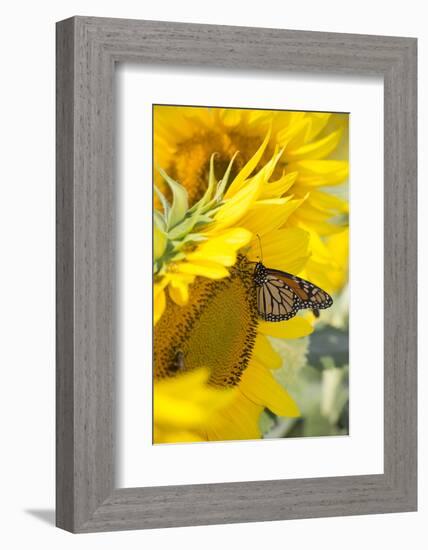 Sunflower and Monarch-Lynn M^ Stone-Framed Photographic Print