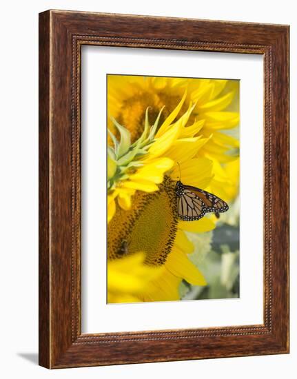 Sunflower and Monarch-Lynn M^ Stone-Framed Photographic Print
