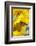 Sunflower and Monarch-Lynn M^ Stone-Framed Photographic Print