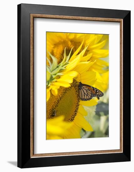 Sunflower and Monarch-Lynn M^ Stone-Framed Photographic Print