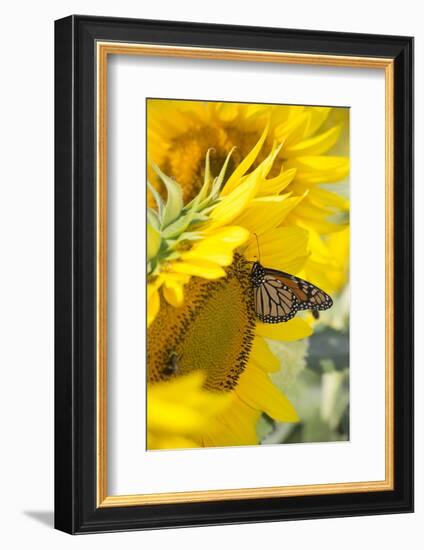 Sunflower and Monarch-Lynn M^ Stone-Framed Photographic Print