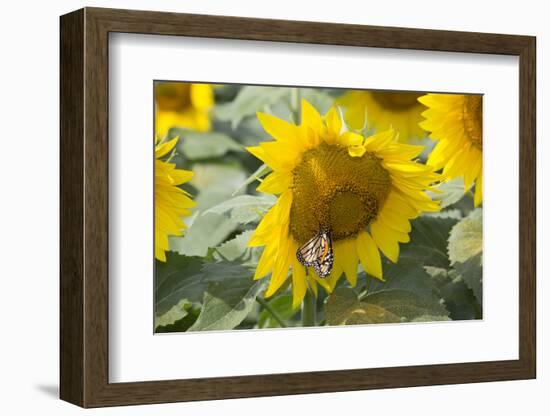 Sunflower and Monarch-Lynn M^ Stone-Framed Photographic Print