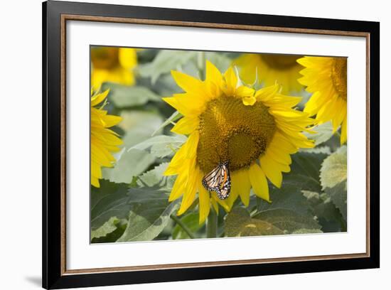 Sunflower and Monarch-Lynn M^ Stone-Framed Photographic Print