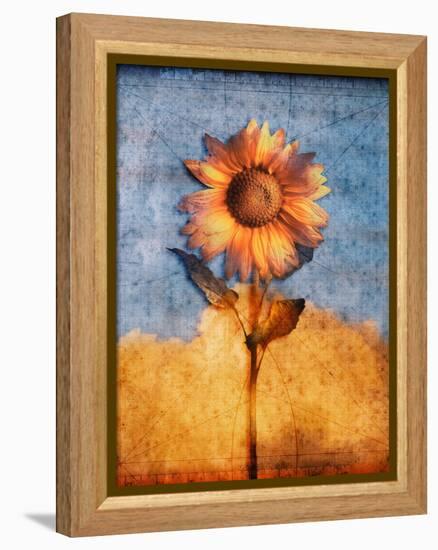 Sunflower and Sky-Colin Anderson-Framed Premier Image Canvas