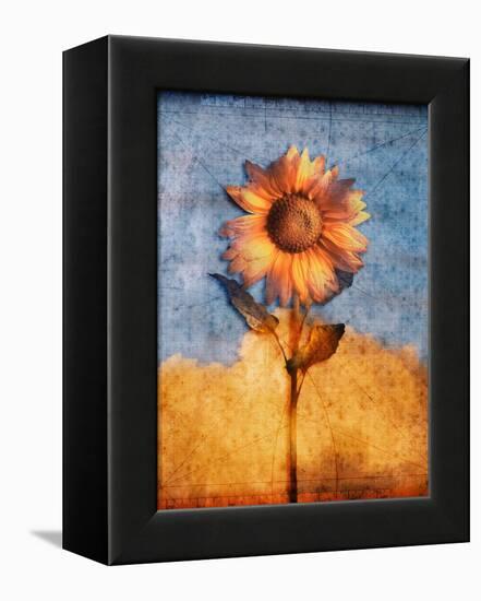 Sunflower and Sky-Colin Anderson-Framed Premier Image Canvas