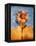 Sunflower and Sky-Colin Anderson-Framed Premier Image Canvas