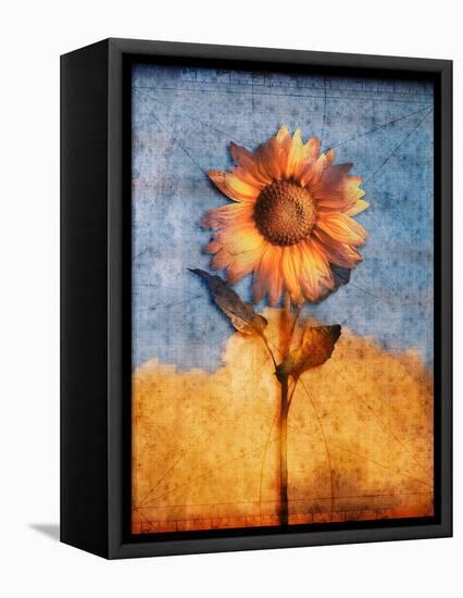 Sunflower and Sky-Colin Anderson-Framed Premier Image Canvas