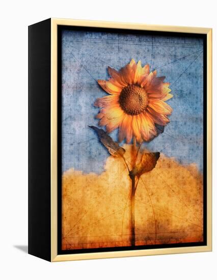 Sunflower and Sky-Colin Anderson-Framed Premier Image Canvas