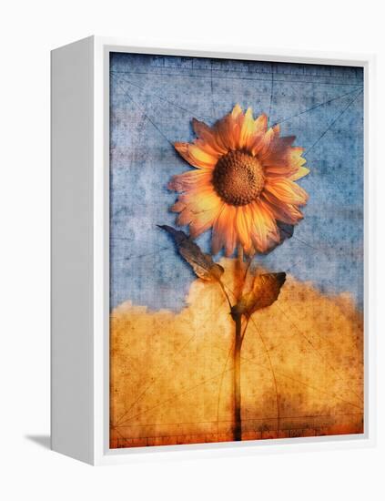 Sunflower and Sky-Colin Anderson-Framed Premier Image Canvas