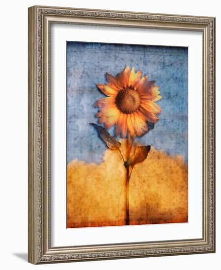 Sunflower and Sky-Colin Anderson-Framed Photographic Print