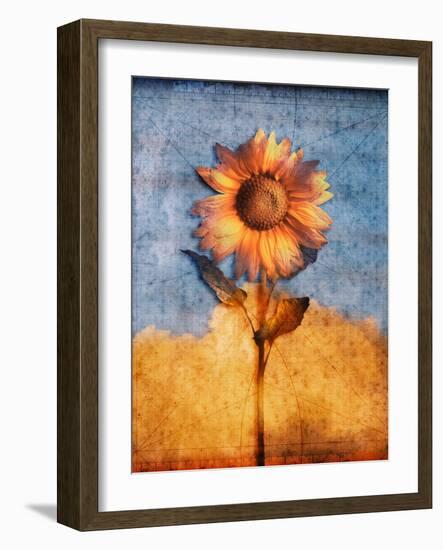 Sunflower and Sky-Colin Anderson-Framed Photographic Print