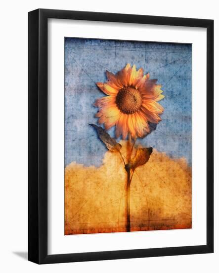 Sunflower and Sky-Colin Anderson-Framed Photographic Print