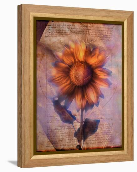 Sunflower and Text-Colin Anderson-Framed Premier Image Canvas