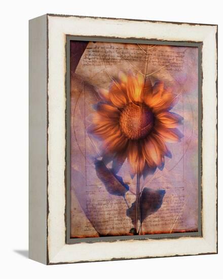 Sunflower and Text-Colin Anderson-Framed Premier Image Canvas