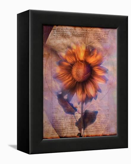 Sunflower and Text-Colin Anderson-Framed Premier Image Canvas