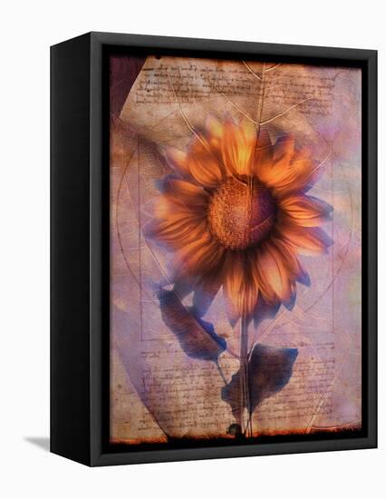 Sunflower and Text-Colin Anderson-Framed Premier Image Canvas