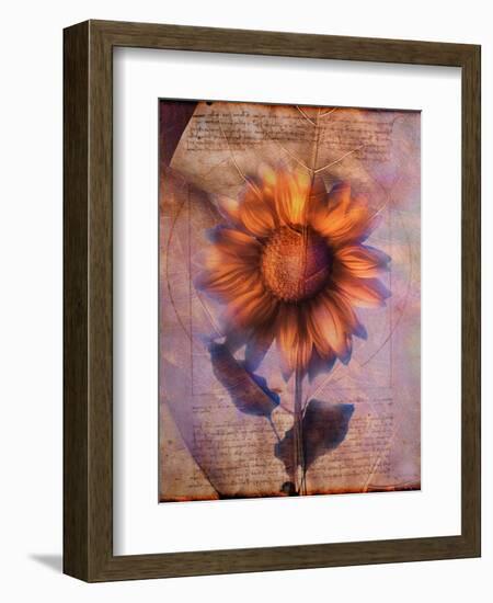 Sunflower and Text-Colin Anderson-Framed Photographic Print