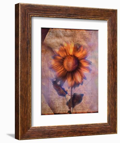 Sunflower and Text-Colin Anderson-Framed Photographic Print