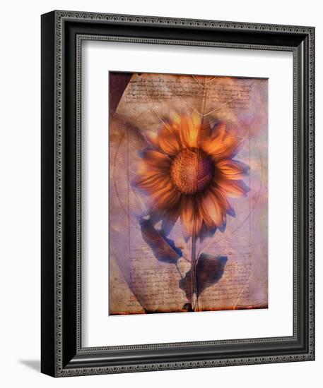 Sunflower and Text-Colin Anderson-Framed Photographic Print