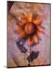 Sunflower and Text-Colin Anderson-Mounted Photographic Print