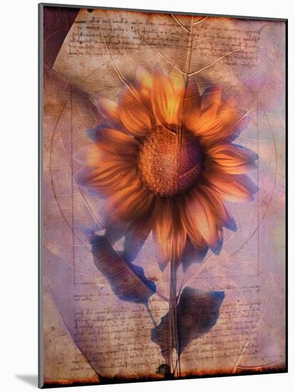 Sunflower and Text-Colin Anderson-Mounted Photographic Print