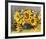 Sunflower Arrangement II-null-Framed Premium Giclee Print