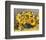 Sunflower Arrangement II-null-Framed Art Print