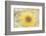 Sunflower Beautiful 6-null-Framed Photographic Print