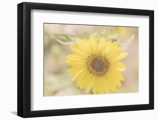 Sunflower Beautiful 6-null-Framed Photographic Print