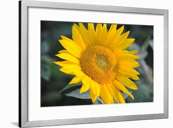 Sunflower Blossom-null-Framed Photo