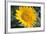 Sunflower Blossom-null-Framed Photo