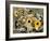 Sunflower Bouquet III-Melissa Wang-Framed Art Print