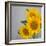 Sunflower Bouquet-Nicole Katano-Framed Photo