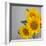 Sunflower Bouquet-Nicole Katano-Framed Photo