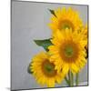 Sunflower Bouquet-Nicole Katano-Mounted Photo