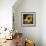 Sunflower by the Road-Ursula Abresch-Framed Photographic Print displayed on a wall